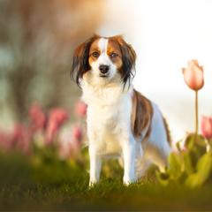 Lucy - Nederlandse Kooikerhondje