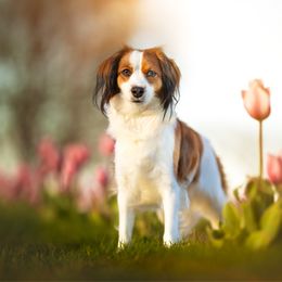 Lucy - Nederlandse Kooikerhondje