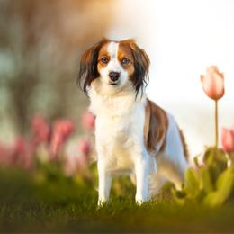 Lucy - Nederlandse Kooikerhondje