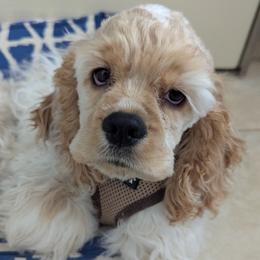Beni - Cocker Spaniel