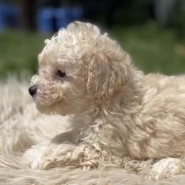 Finn - Cream male Poodle puppy in Purdy, Missouri from The Dynasty