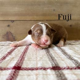 Fuji - Red tri-color female Australian Shepherd puppy in Kearney, Nebraska from Helix Aussies