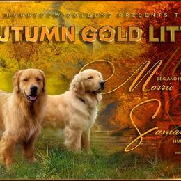 Golden Retriever Puppies from Hunnydew Goldens