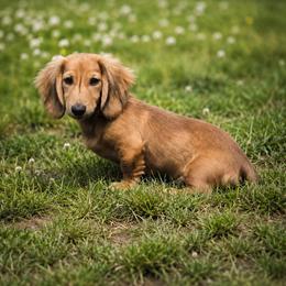 ARMANI- AKC Import Lines - Cream male Dachshund puppy in Coweta, Oklahoma from Sunnyside Dachshunds