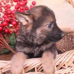 Girl 7 - female German Shepherd puppy in Newville Al, Alabama from Triple S DDR German Shepherds