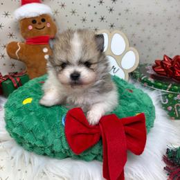Poppy - Cream sable parti female Pomeranian puppy in Concord, California from Eelan’s Poms