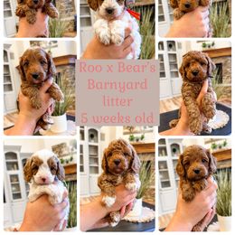 Boots - Red male Cavapoo puppy in Pleasant Grove, Utah from Destination Doodles