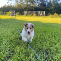 Chip - White merle male Collie puppy in St Augustine, Florida from Saltwater Collies LLC
