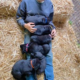 Labrador Retriever Puppies from Corner Crest Labs