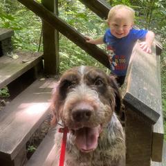German Wirehaired Pointers from Jagged Edge German Wirehaired Versatility Dogs