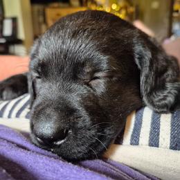 Boy 3 - Cole - Black Male - Black male Labrador Retriever puppy in Latrobe, Pennsylvania from Stone Shoe Ranch Labs & Dairy Goats