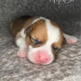 Braford - Red male Pembroke Welsh Corgi puppy in Benton, Arkansas from High Cotton Corgis