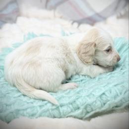 Donnie - Piebald male Dachshund puppy in Decatur, Mississippi from KP Dachshunds