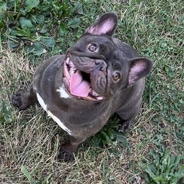 Athena - French Bulldog