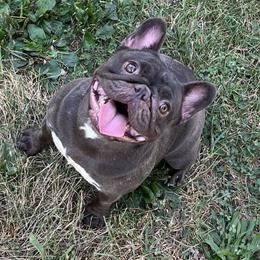 Athena - French Bulldog