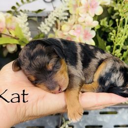 Kat - Blue female Pyredoodle puppy in Bowling Green, Ohio from FDF Pyredoodles & Bernedoodles