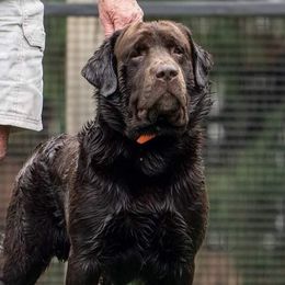 Maverick - Labrador Retriever