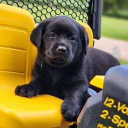 Girl 1-Pink - Black female Labrador Retriever puppy in Saunemin, Illinois from Shooting Star Labs