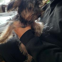 Boy 2 - Black and tan male Yorkshire Terrier puppy in Virginia Beach, Virginia from Andre's Yorkshire Terriers