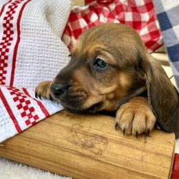 Puppaccino AKC - Red male Dachshund puppy in Hendersonville, North Carolina from Snarky Doxy Miniature Dachshunds