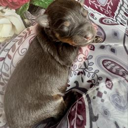 Liver rust female - Liver female Miniature Schnauzer puppy in Forest, Virginia from Prestige Kennel LLC