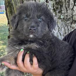 Odin - Blue male German Shepherd puppy in Watervliet, Michigan from M&M Shepherd Farms