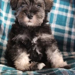 Timmy - Salt and pepper male Miniature Schnauzer puppy in Richardton, North Dakota from Crooked Tree Ranch
