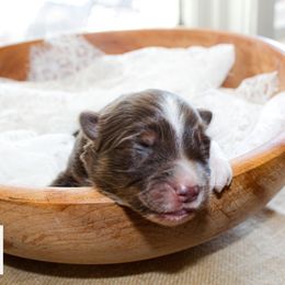 Miniature Australian Shepherd Puppies from Yarborough Kennels