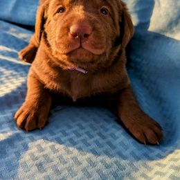 Dilute Retriever and Labrador Retriever Puppies from LC Hunting Labs, LLC.