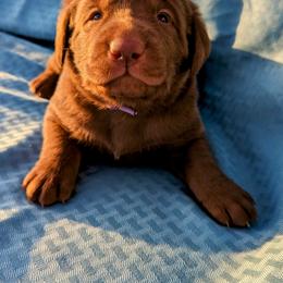 Dilute Retriever and Labrador Retriever Puppies from LC Hunting Labs, LLC.
