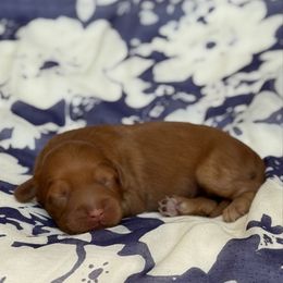 Pecan Swirl - Caramel female Australian Labradoodle puppy in Fremont, New Hampshire from Birchwood Labradoodles