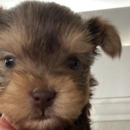 Yorkshire Terriers from Yorkies702