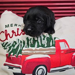 Girl 2 - Black female Labrador Retriever puppy in Soddy Daisy, Tennessee from Lakeside Labs