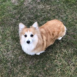 Maple - White and red female Pembroke Welsh Corgi puppy in Olive Hill, Kentucky from Tompkins Farm