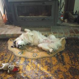 Australian Shepherd Puppies from Remy's BFF's (Best friends furever)