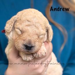 Andrew - Cream male Goldendoodle puppy in Lancaster, Minnesota from North Star Dog Training