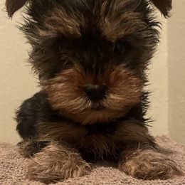 Yorkshire Terriers from Angel's Yorkies