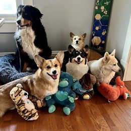 Bernese Mountain Dog and Pembroke Welsh Corgi All Grown Up from Concerto Corgis