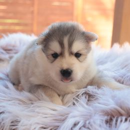 Prosecco - Sable and white male Siberian Husky puppy in Bly, Oregon from Hill Top Huskies