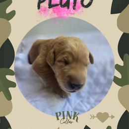 Pink Collar - Pluto - Yellow female Labrador Retriever puppy in Sumerduck, Virginia from Cedar Mountain Retrievers