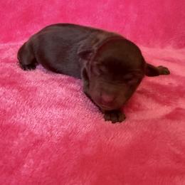 Maple - Red tri-color female Miniature American Shepherd puppy in Godley, Texas from Bradley Kennels