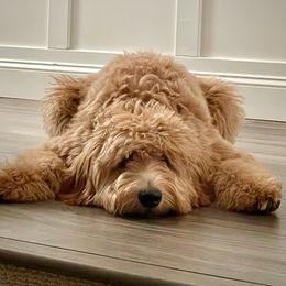 Bev - Goldendoodle