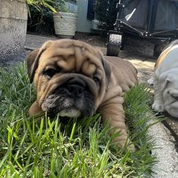 Ruby - Red female Bulldog puppy in Jacksonville, Florida from Semper Fi Bulldogs