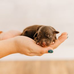Yams - Red tri male Miniature Australian Shepherd puppy in Enoch, Utah from Twisted H Aussies