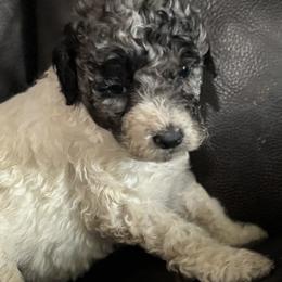 Sassafras - Blue female Labradoodle puppy in Somerset, California from Annie’s Animals