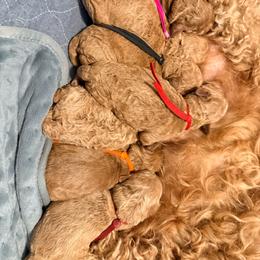 Red collar - Red  male Goldendoodle puppy in Puyallup, Washington from Dawnie’s Doodles