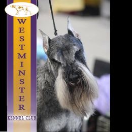 Miniature Schnauzers from Kistlas Miniature schnauzers