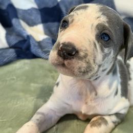 Camilla - Harlequin female Great Dane puppy in Hutchinson, Kansas from Dappled Danes