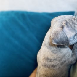 Gru - Whippet puppy from Smithfield Park