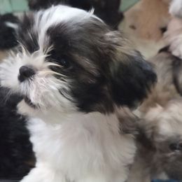 Thunder - Sable and white male Shih Tzu puppy in Kernersville, North Carolina from SweetTee's Shih Tzus LLC